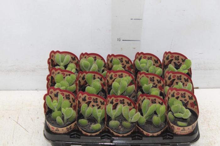 COTYLEDON TOMENTOSA P06