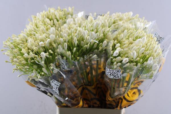 <h4>Agap White Heaven</h4>