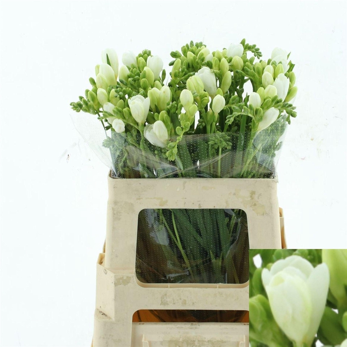 <h4>Freesia enk Ambiance</h4>