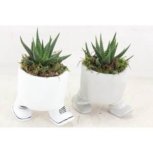 arr3 SN - Walking pot x12