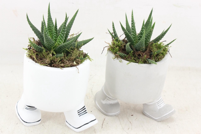 <h4>arr3 SN - Walking pot x12</h4>