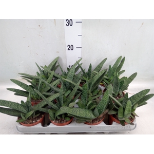 Gasteria carinata var. verrucosa