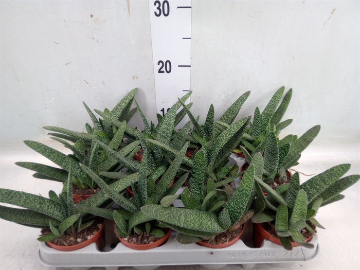 Gasteria carinata var. verrucosa