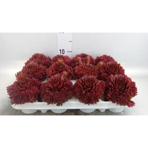 Sempervivum   ...