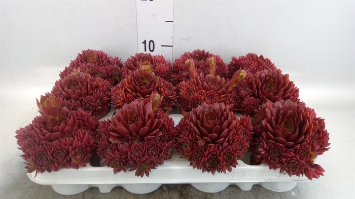 <h4>Sempervivum   ...</h4>