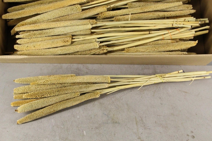 <h4>DF Babala Natural</h4>