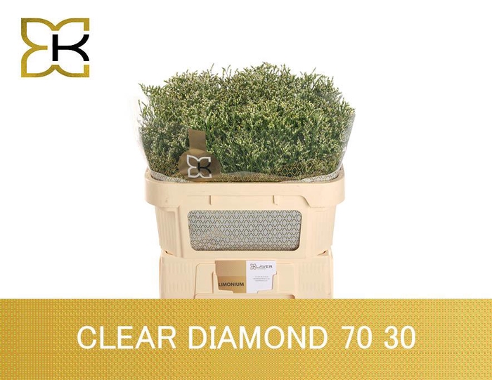 <h4>Lim Sin Clear Dia</h4>