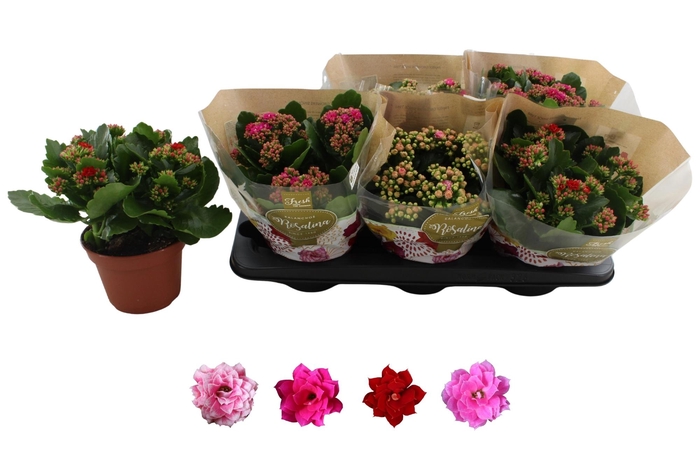 <h4>KAL GE RO GEM 4 KL</h4>