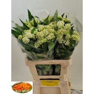 Asclepias ice ballet