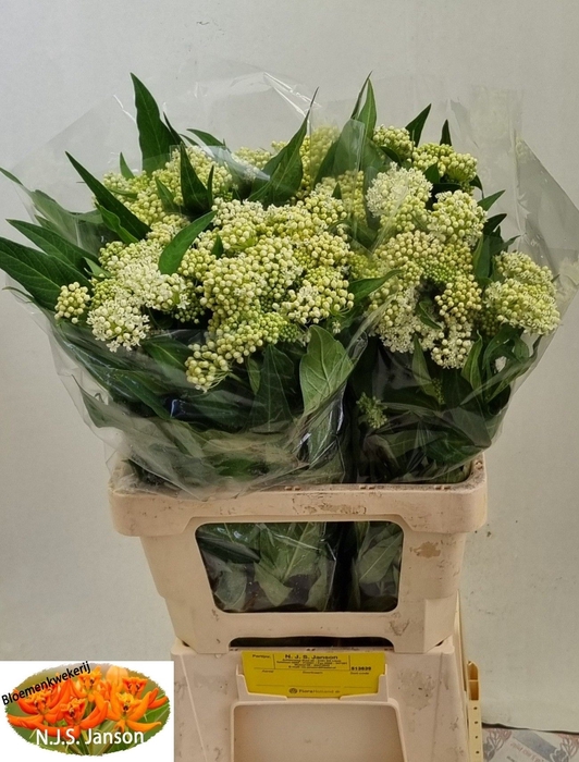 <h4>Asclepias ice ballet</h4>