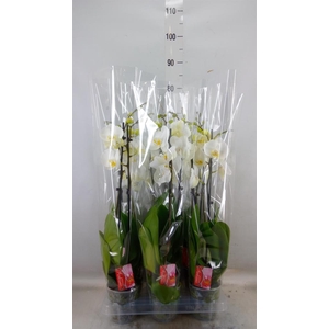 Phalaenopsis   ...white