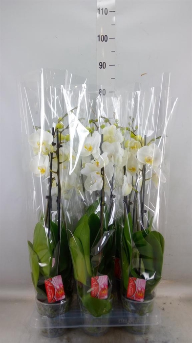 <h4>Phalaenopsis ...white</h4>