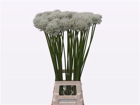 <h4>Allium Mount Everest</h4>