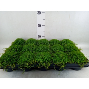 Soleirolia soleirolii   ...green