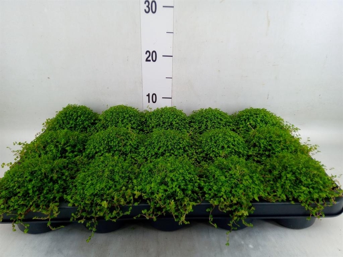 <h4>Soleirolia soleirolii   ...green</h4>