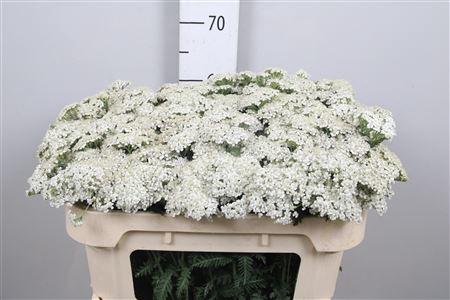 <h4>Achil M White Beauty</h4>