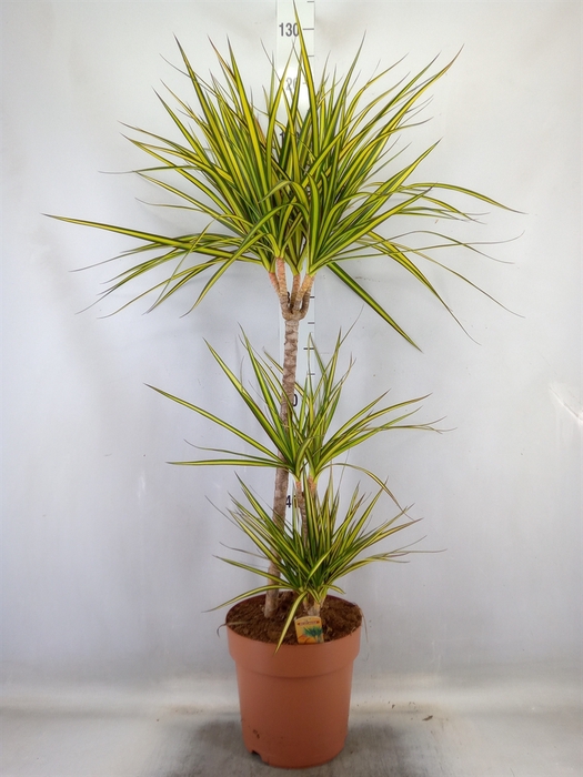 <h4>Dracaena marg. 'Sunray'</h4>