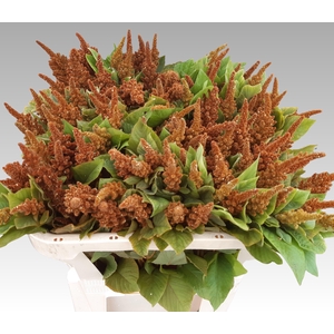 AMAR CR HOT BISCUITS