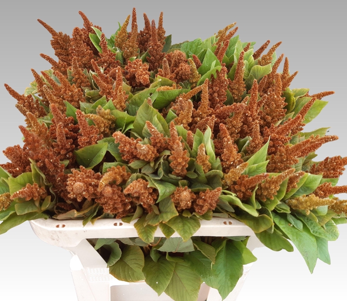 <h4>AMAR CR HOT BISCUITS</h4>