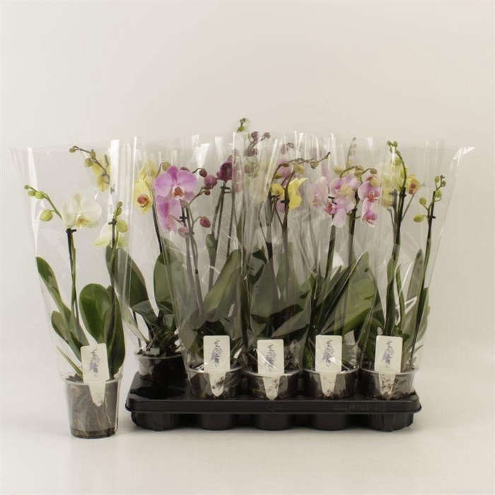 <h4>PHAL GEM 5 KL</h4>