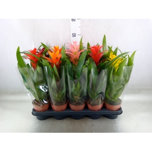 Guzmania   ...mix