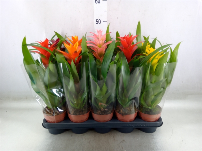<h4>Guzmania   ...mix</h4>
