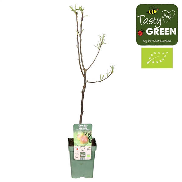 <h4>Pyrus com. Bonne Louise dAvranc Bio P23</h4>