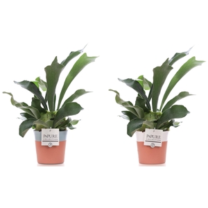 Platycerium Bif. in P&PURE Terra Cotta 4 ass.2