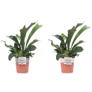 Platycerium Bif. in P&PURE Terra Cotta 4 ass.2