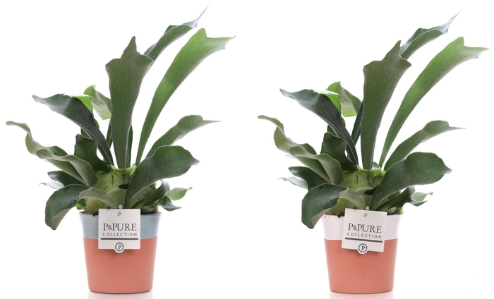 <h4>Platycerium Bif. in P&PURE Terra Cotta 4 ass.2</h4>