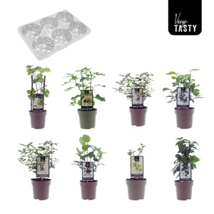 Fruitmix Winterhardy Mix-Tray