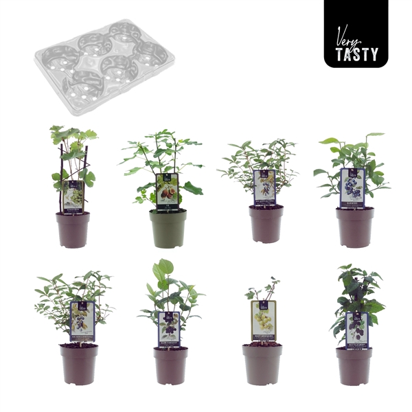 <h4>Fruitmix Winterhardy Mix-Tray</h4>
