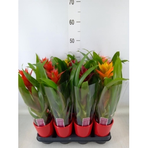 Guzmania   ...mix