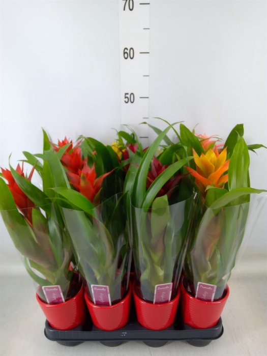 <h4>Guzmania   ...mix</h4>