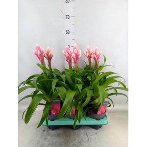 Guzmania  'Candy'