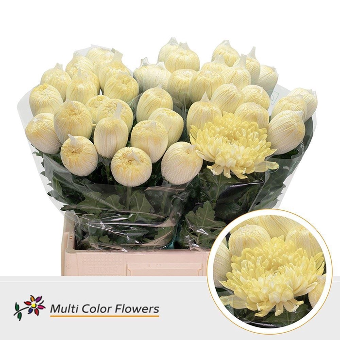 <h4>Chrysanthemum PL 'Antonov'  .col H%</h4>