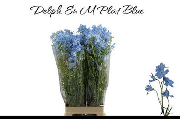 <h4>Delph En M Platinum Blue</h4>