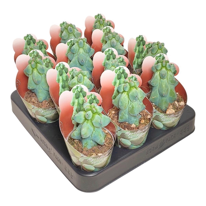 CACTUS OV