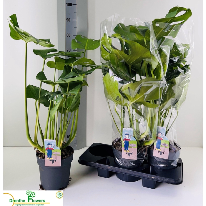 <h4>MONSTERA DELICIOSA</h4>