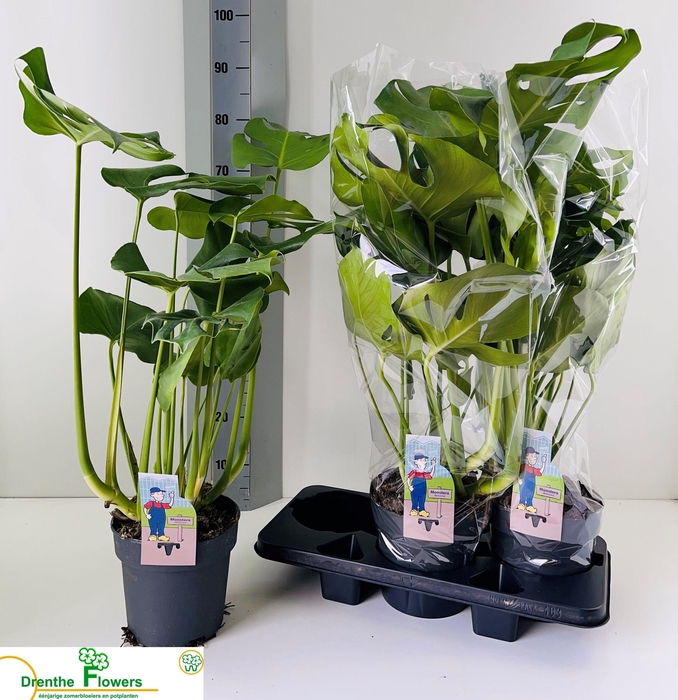 <h4>MONSTERA DELICIOSA</h4>