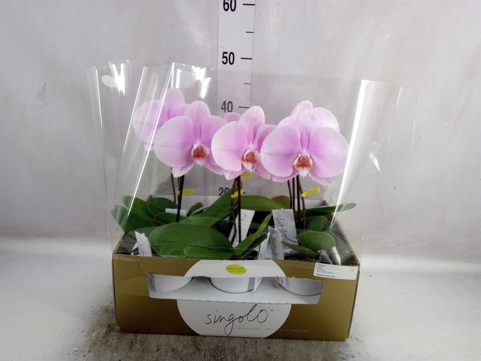 <h4>Phalaenopsis   ...rose</h4>