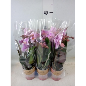 Phalaenopsis  'FC Heartbreaker'