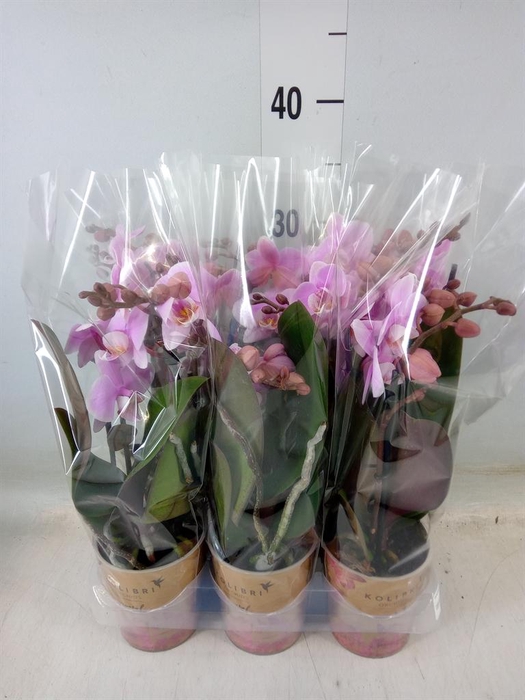<h4>Phalaenopsis  'FC Heartbreaker'</h4>