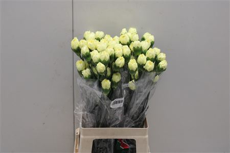 <h4>Di St Hermes Geel</h4>