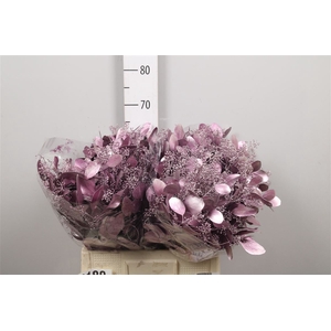 Euc Populus Berry V Purple Metalli
