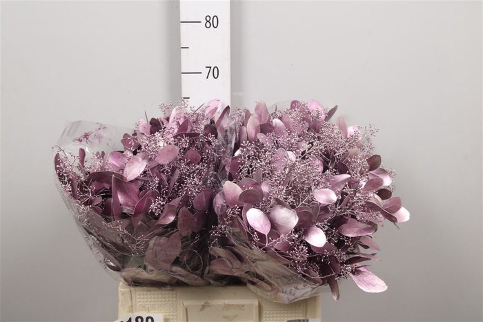 <h4>Euc Populus Berry V Purple Metalli</h4>