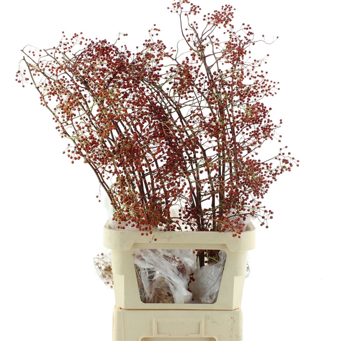 Rosa Corallo Orange Red
