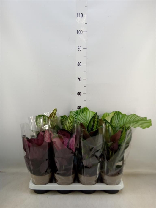 <h4>Calathea   ...mix 5</h4>