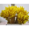 Deco Lagurus Geel