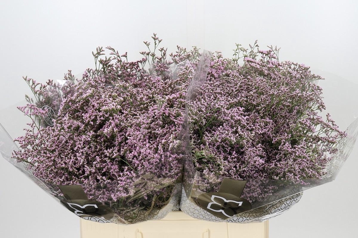 <h4>Limonium ov Safora Oshi Pink</h4>